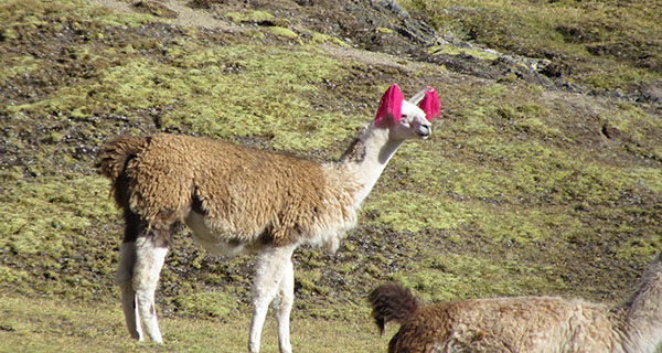 llama Peru